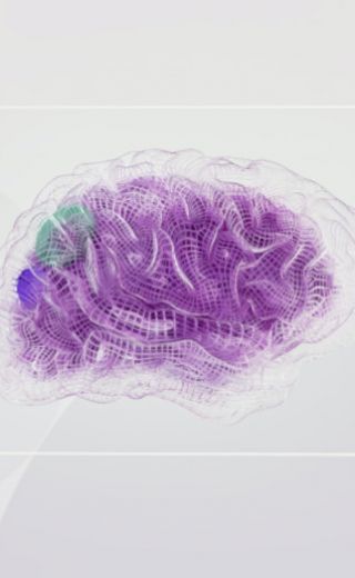 cerveau neurosciences